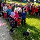 Draví ptáci na zahradě mš