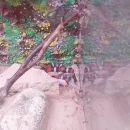 Návštěva dětí v minizoo UP - včeličky