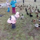 Motýlci krmí kačenky