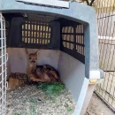 Včeličky - záchranná stanice Páteřín a krmení zvířátek v oboře